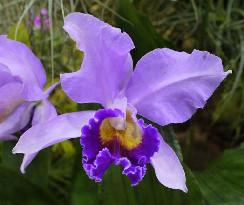 Cattleya hybrid