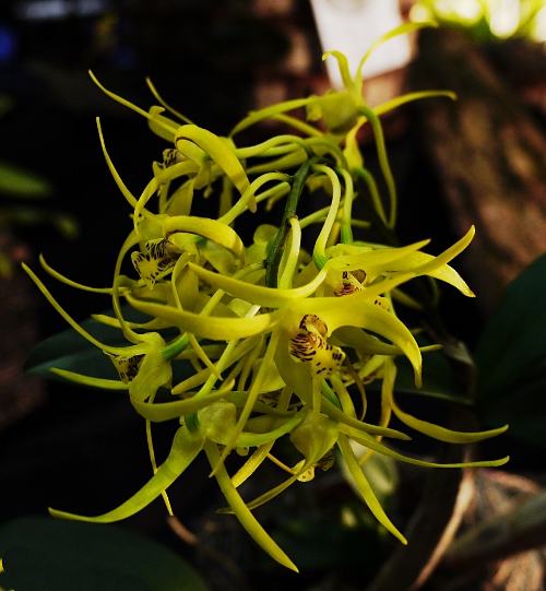 Dendrobium 'Hilda Poxon'