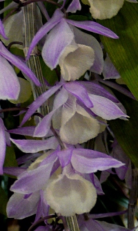 Dendrobium piradi