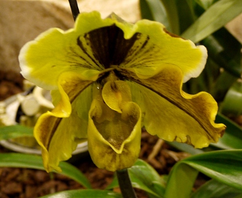 Paphiopedilum