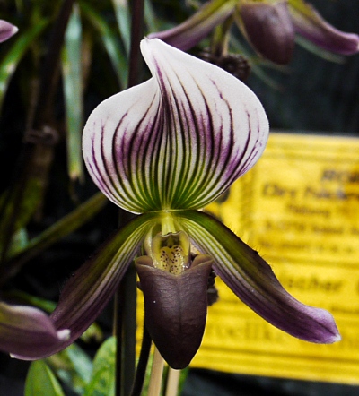 Paphiopedilum callosum 'Pygmy'