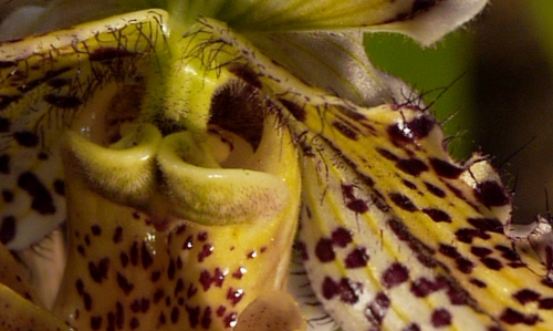 Paphiopedilum fairrieanum