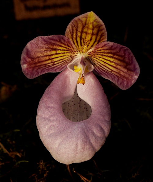 Paphiopedilum micranthum