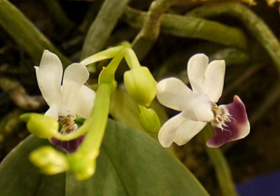 Phalaenopsis parismi