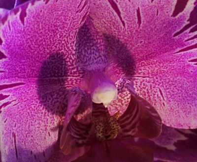 Phalaenopsis 'Red Cat'