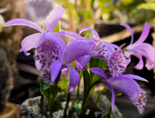 Pleione bulbocodioides f. limprichtii