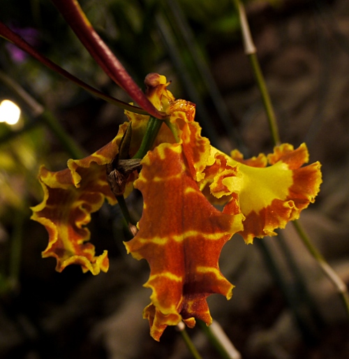 Psychopsis khalii