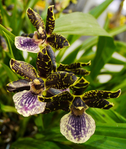 Zygopetalum