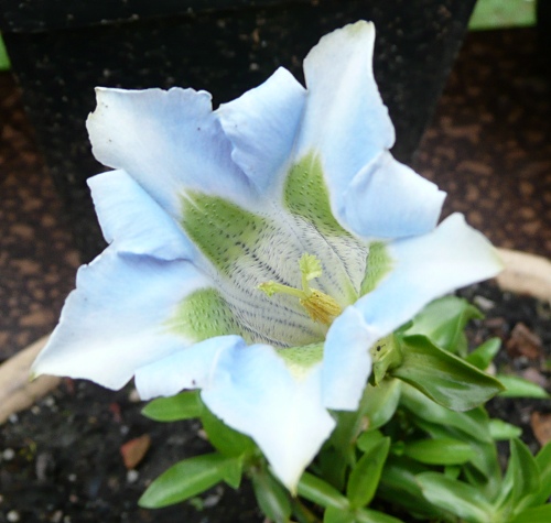 Gentiana angustifolia alba