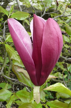Magnolia
