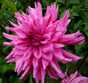 Dahlia 'Kleio'