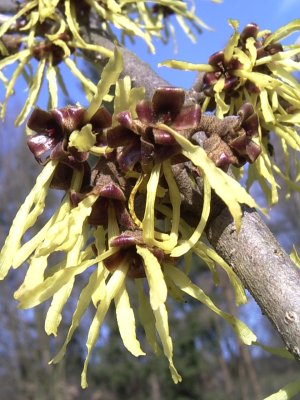 Hamamelis