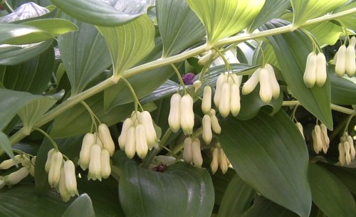 Polygonatum multiflorum