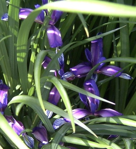 Iris