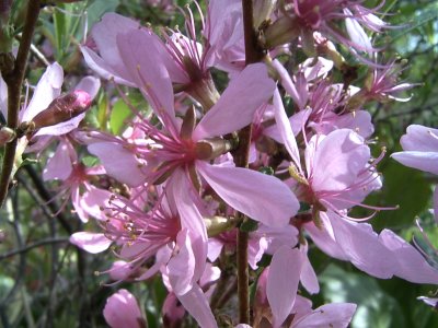 Prunus tenella