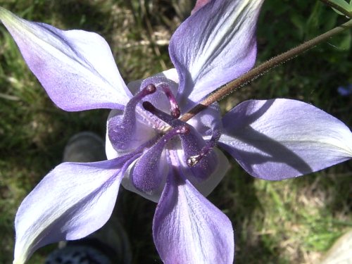 Aquileria
