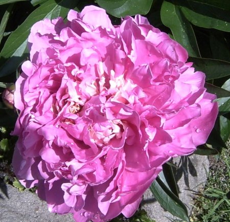 Paeonia