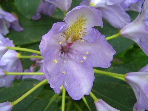 Rhododendron