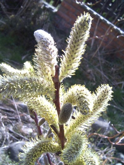 Salix sachalinensis