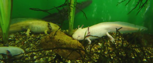 Axolotl mexický