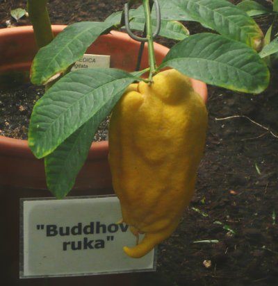 Citrus Buddhova ruka