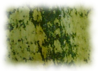 Sansevieria metallica
