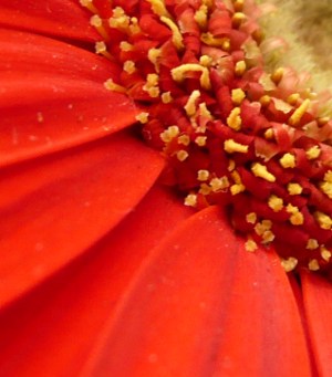 Gerbera jamesonii - detail květu