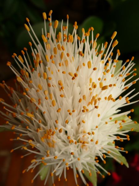 Květ - haemanthus albiflos