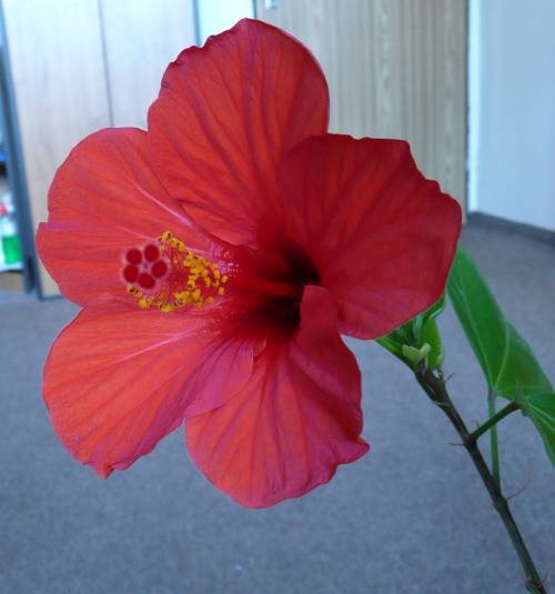 Hibicus rosa-sinensis - jednoduchý květ