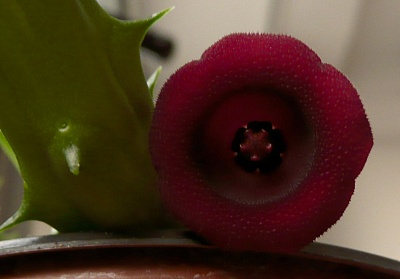 Huernia schneideriana - detail květu
