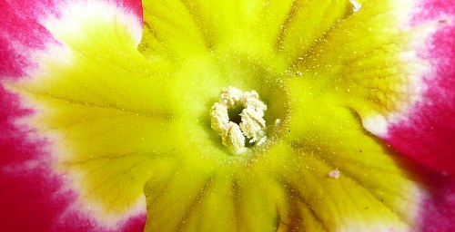 Primula vulgaris - květ