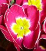 Primula vulgaris Prvosenka bezlodyžná