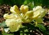 Rhododendron Pěnišník