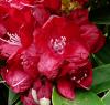 Rhododendron Pěnišník