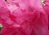 Rhododendron williamsianum \'August Lamken\' Pěnišník Williamsův