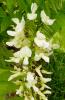 Wistaria sinensis \'Silver Prolific\' Vistárie
