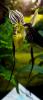 Paphiopedilum philippinense var. roebelinii Střevíčník