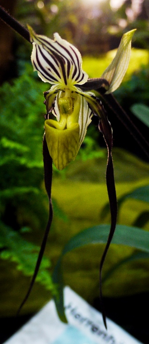 Paphiopedilum philippinense var. roebelinii