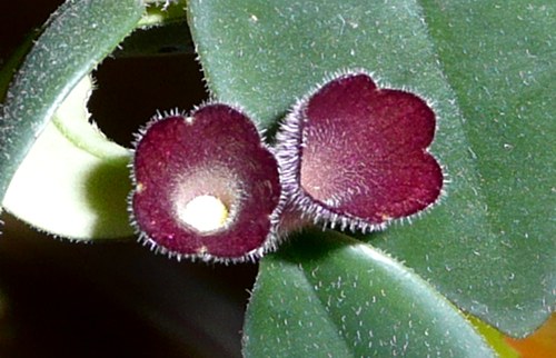 Aeschynanthus radicans - poupě